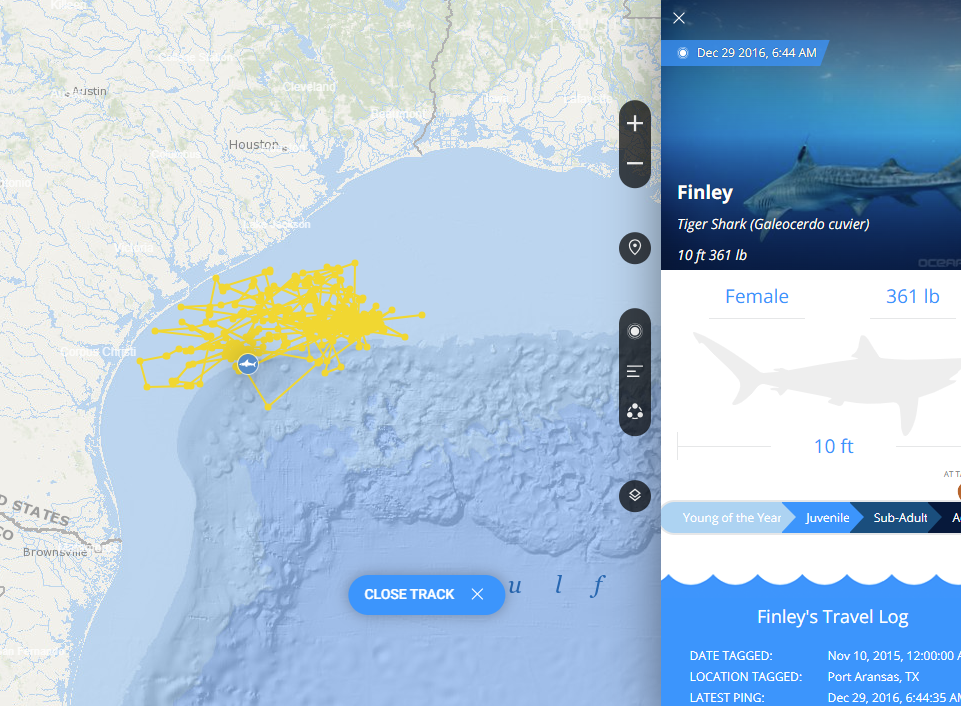 Image of shark tracker