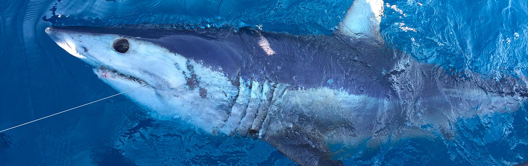 Año Nuevo Island White Shark Study/Pelagic Shark Research Foundation on  Vimeo