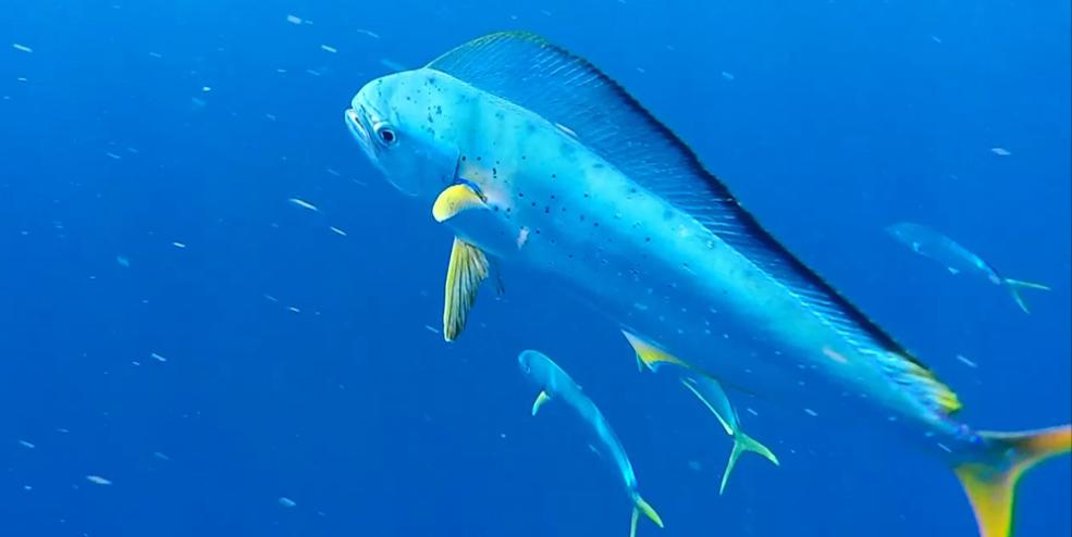 photo of Dolphinfish during sampling