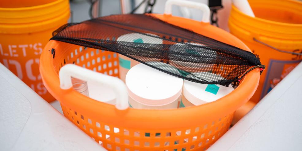 Seagrass samples in basket