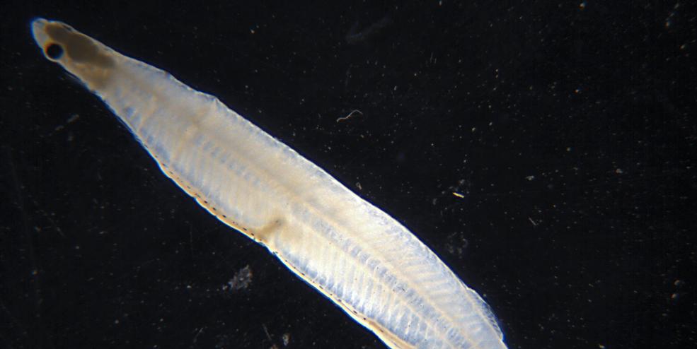 Larval Tarpon