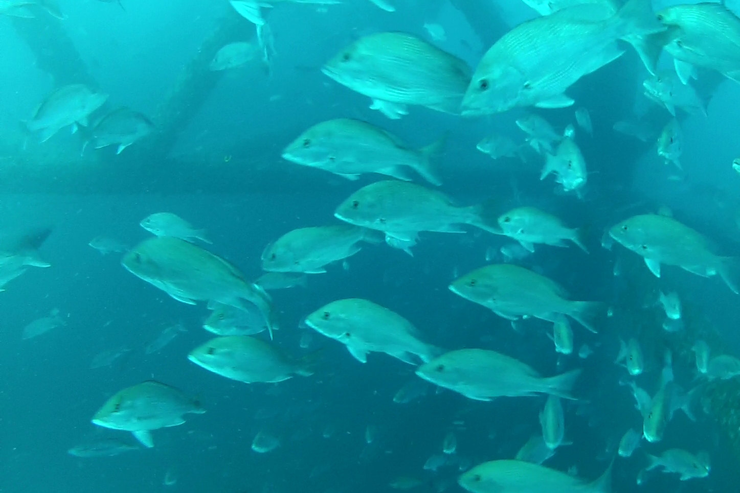 Great Red Snapper Count' finds abundance in Gulf 